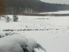 Zimowy las P. Chachura Ostrowiec.jpg