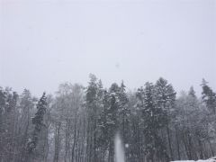 Śnieżny las D. Wawrzyniak Postomino.JPG